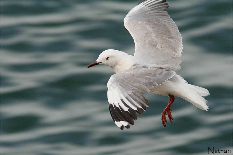 Mouette de Hartlaub