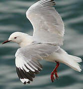 Hartlaub's Gull