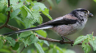 Long-tailed Tit