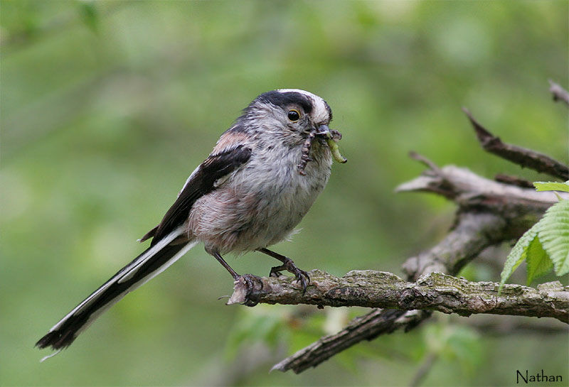 Long-tailed Titadult