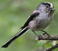 Long-tailed Tit