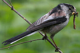 Long-tailed Tit