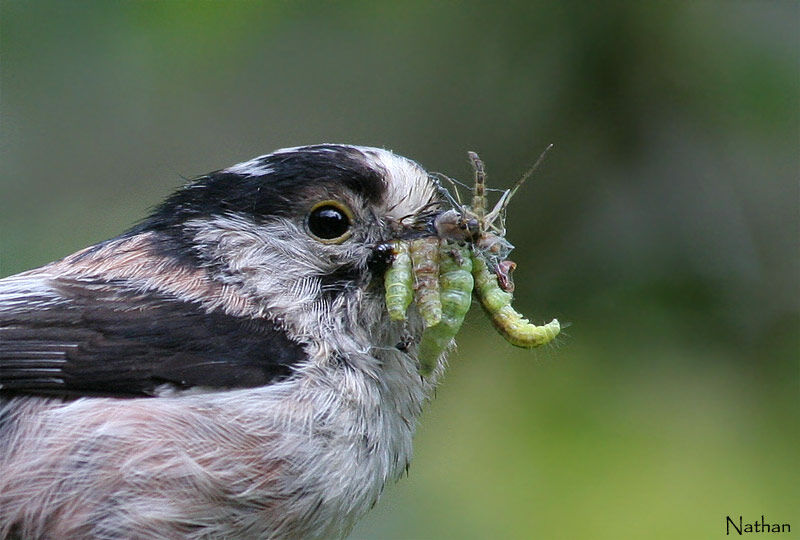 Long-tailed Tit