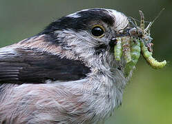 Long-tailed Tit