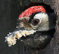 Lesser Spotted Woodpecker