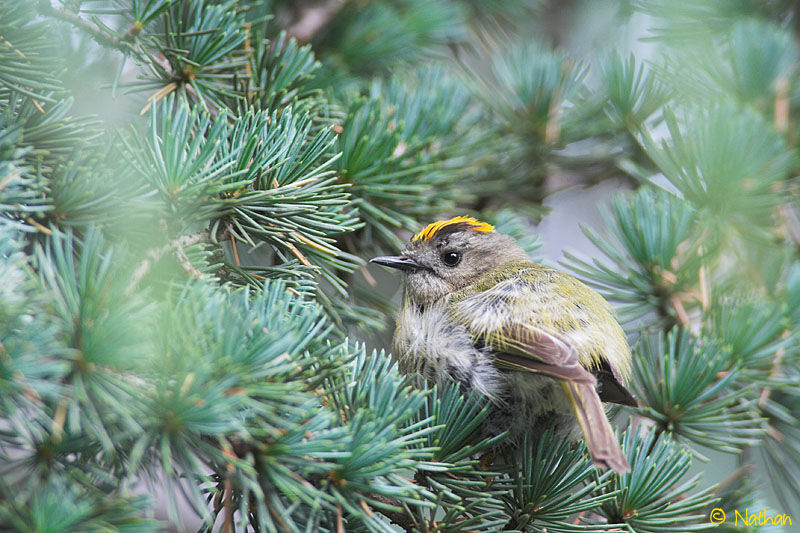 Goldcrestjuvenile