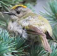 Goldcrest