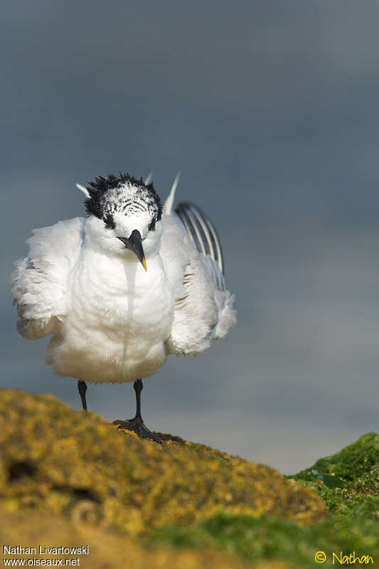 Sandwich Ternadult post breeding, identification