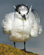 Sandwich Tern