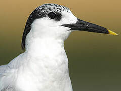 Sandwich Tern