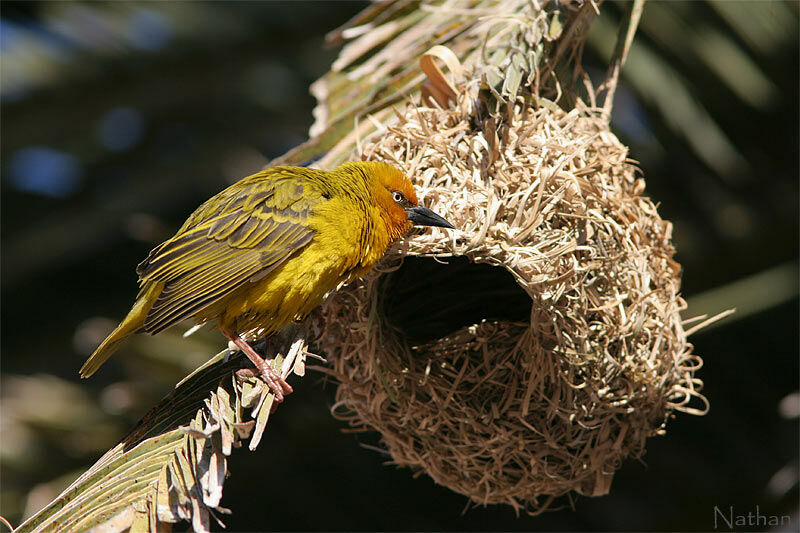 Cape Weaveradult