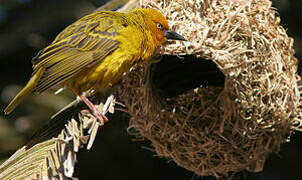 Cape Weaver