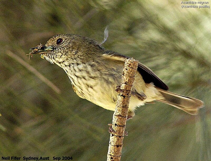 Brown Thornbill