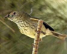 Brown Thornbill