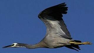 White-faced Heron