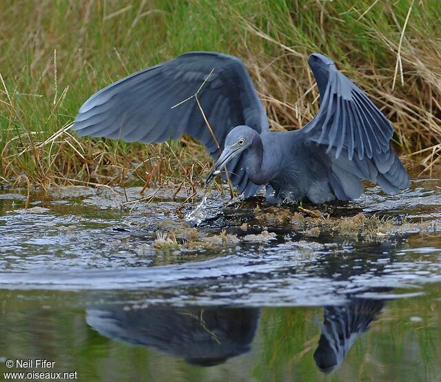 Aigrette bleue