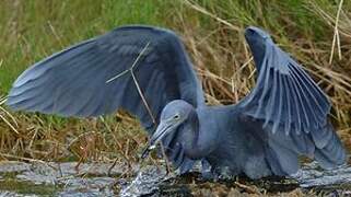 Little Blue Heron