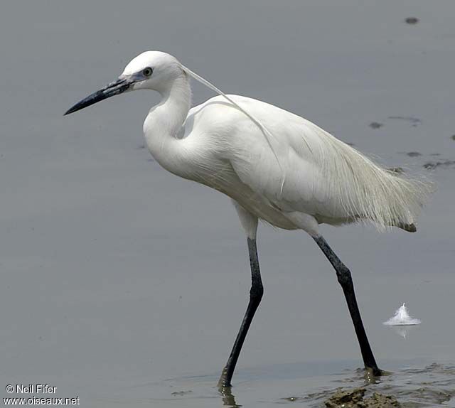 Aigrette garzette