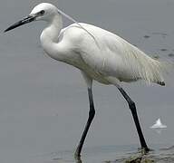 Aigrette garzette