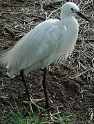 Little Egret