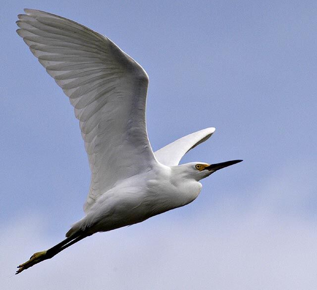 Aigrette neigeuse