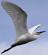 Snowy Egret