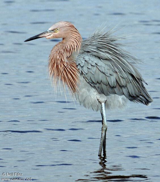 Reddish Egret