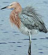 Reddish Egret