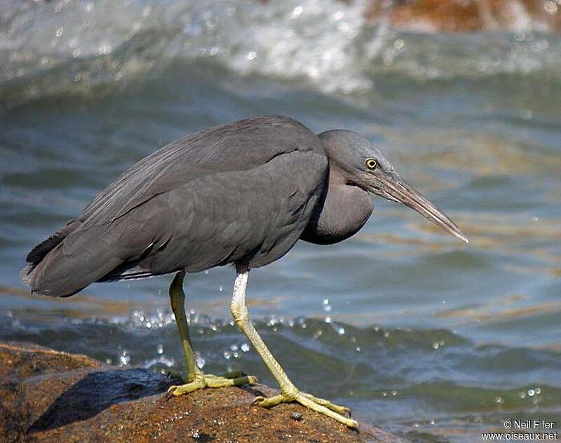 Pacific Reef Heron