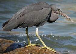 Pacific Reef Heron