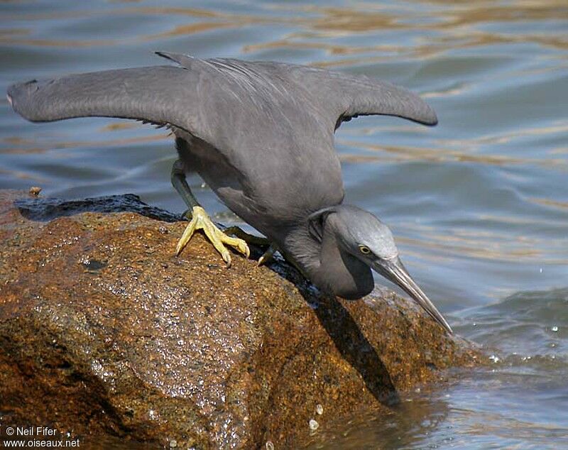 Pacific Reef Heron