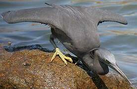 Pacific Reef Heron