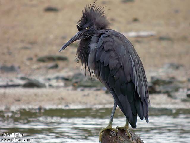 Pacific Reef Heron