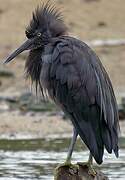 Pacific Reef Heron