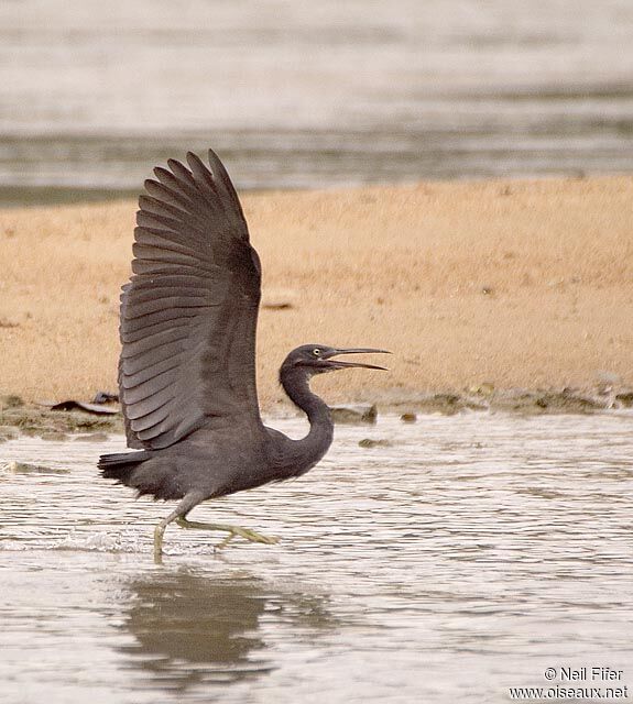 Aigrette sacrée