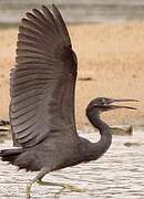 Pacific Reef Heron