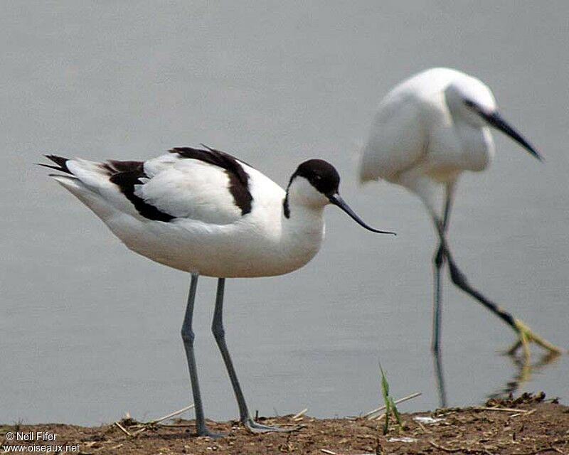 Avocette élégante