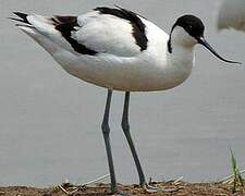 Avocette élégante