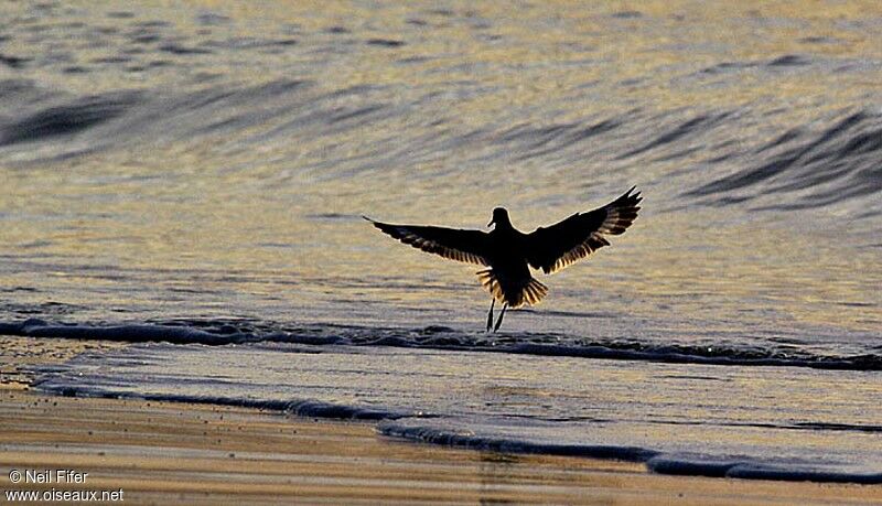 Marbled Godwit