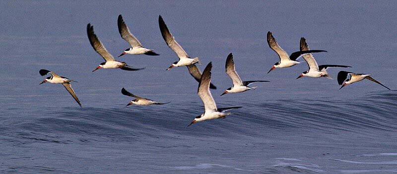 Black Skimmer