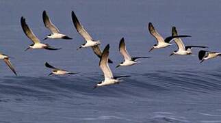 Black Skimmer