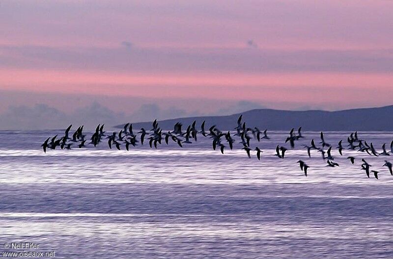 Black Skimmer