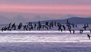 Black Skimmer