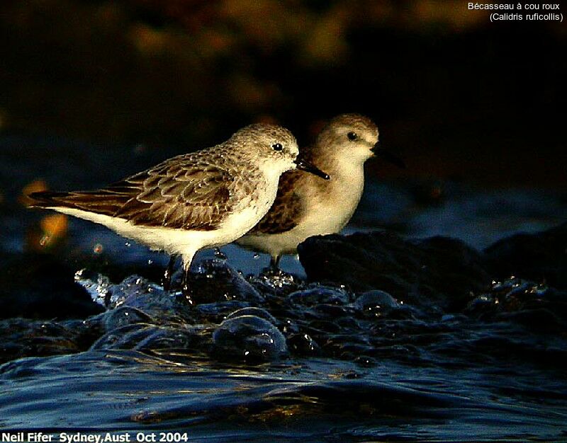 Red-necked Stint