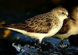 Red-necked Stint