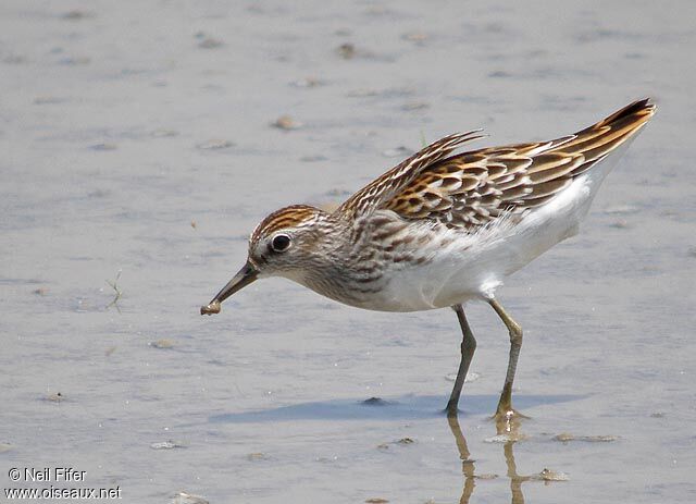 Long-toed Stint