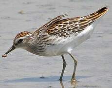 Long-toed Stint