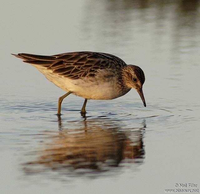 Sharp-tailed Sandpiper