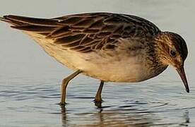 Sharp-tailed Sandpiper