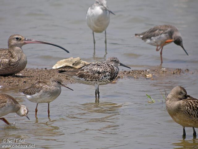 Great Knot